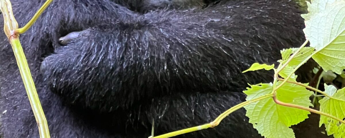 Gorilla in Bwindi