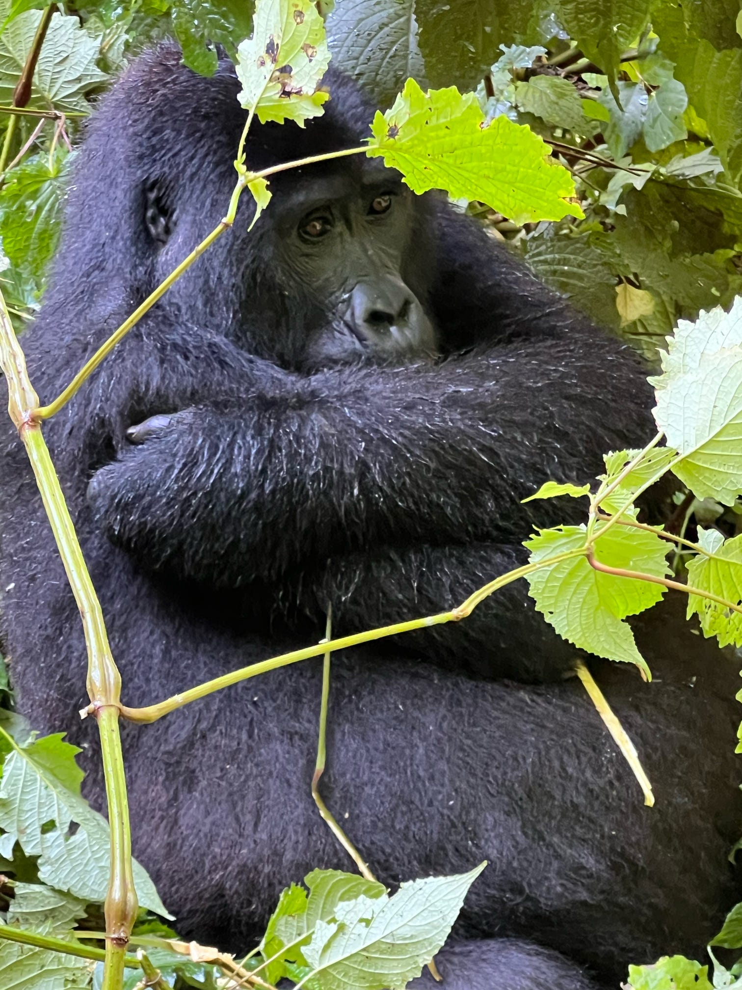 Gorilla in Bwindi