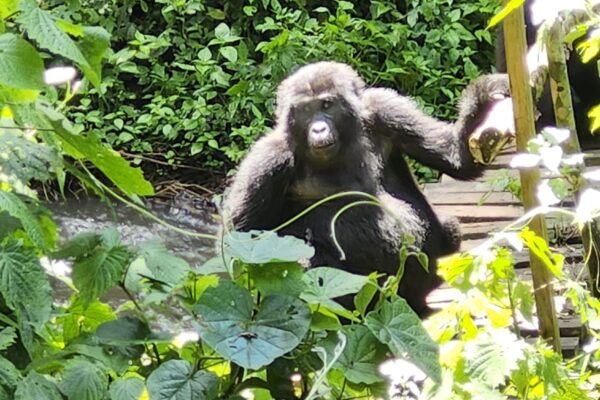 7-day Rwanda Gorilla Tour and Wildlife Safari