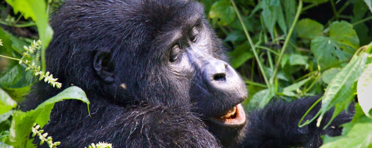 Why Flash Photography is Prohibited During Gorilla Trekking in Uganda