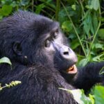 Why Flash Photography is Prohibited During Gorilla Trekking in Uganda