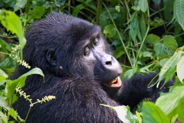 Why Flash Photography is Prohibited During Gorilla Trekking in Uganda