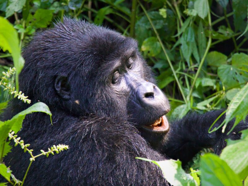 Why Flash Photography is Prohibited During Gorilla Trekking in Uganda