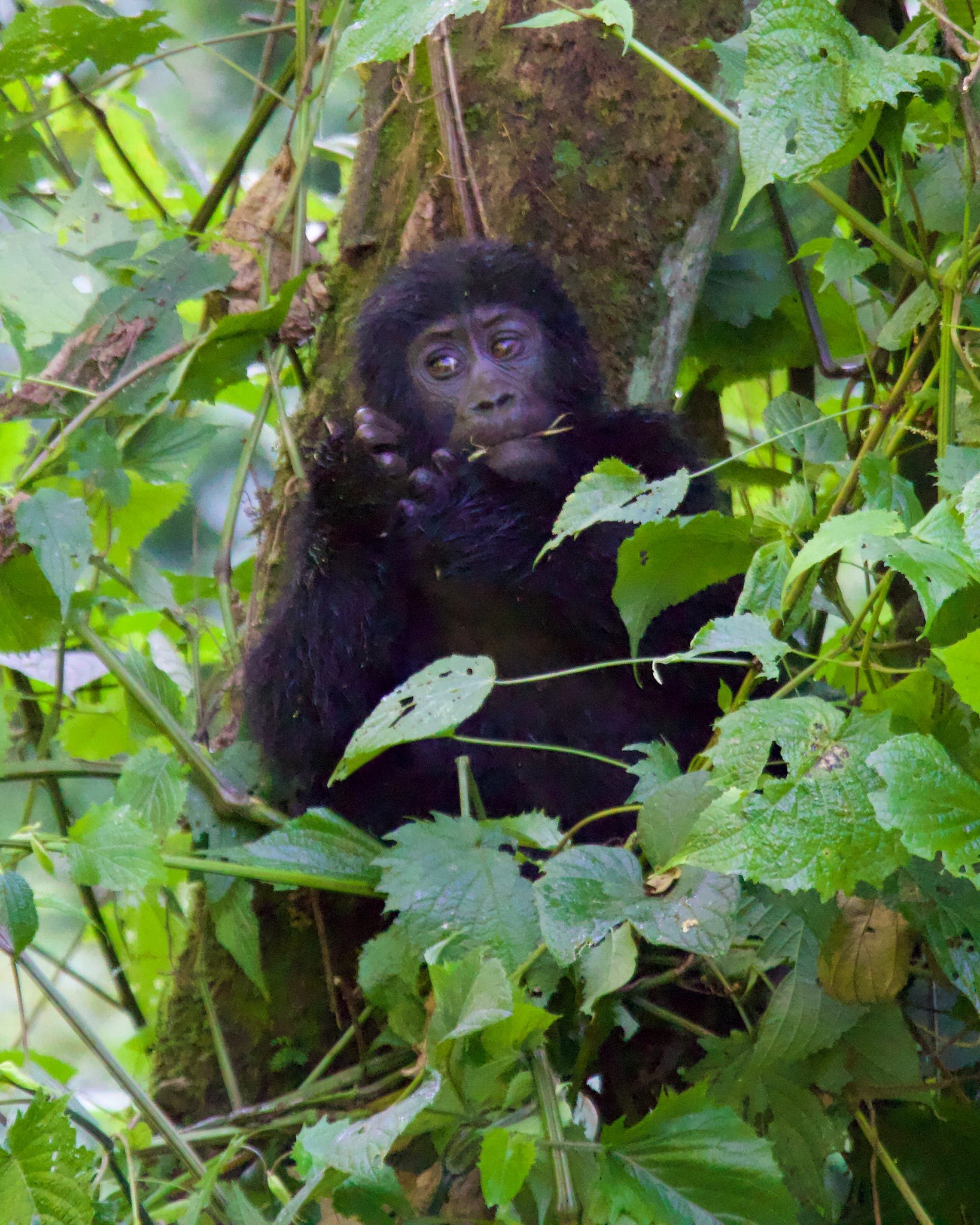 Rwanda Gorilla Trekking & Lake Kivu Tour