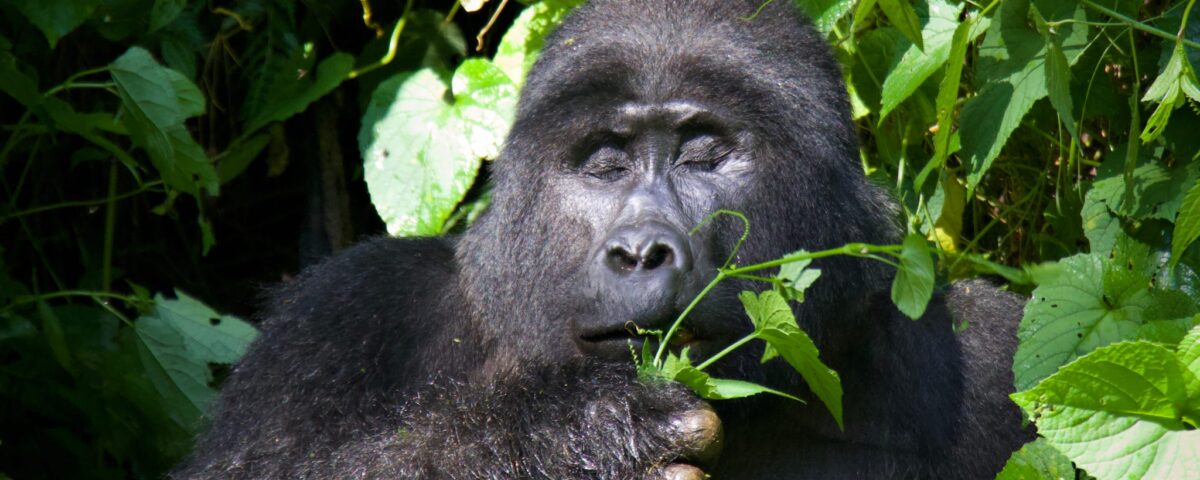 East Africa Safari Destinations