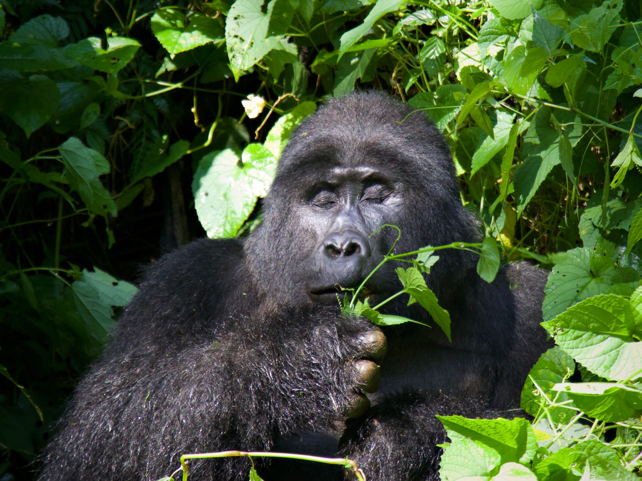 How Long Do Gorillas Live