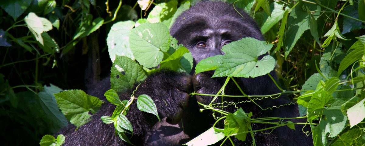 Seasonal Gorilla Behaviour