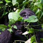 Seasonal Gorilla Behaviour