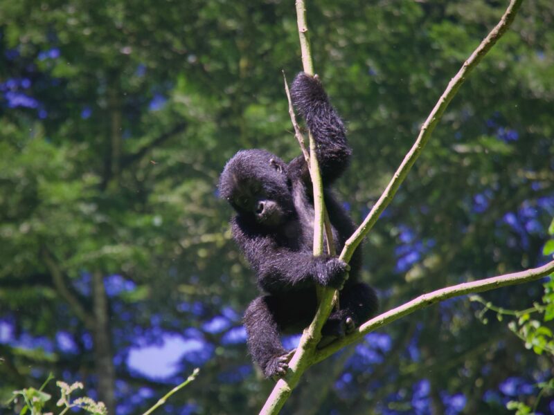 7-Day Rwanda and Uganda Safari