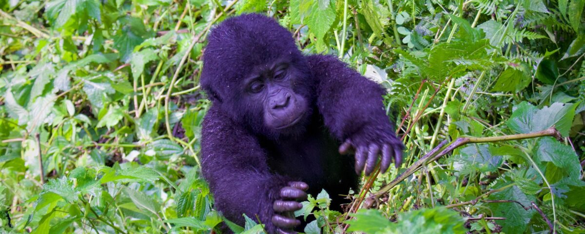 Gorilla Lifespan