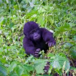 Gorilla Lifespan