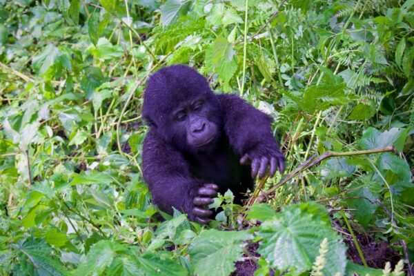 Gorilla Lifespan