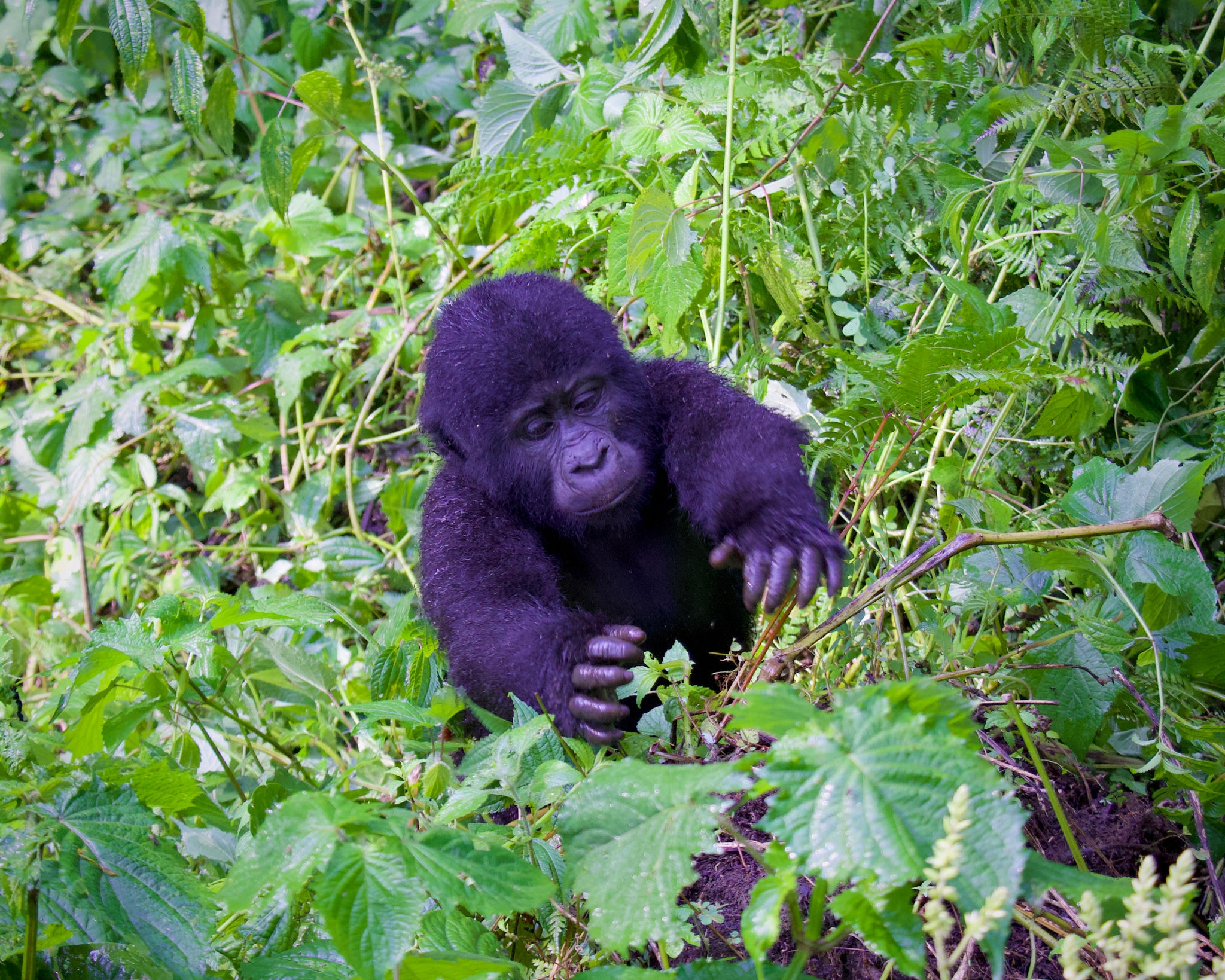 Gorilla Lifespan