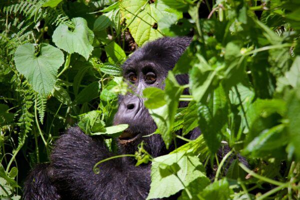 8-Day Rwanda Gorilla, Chimp, Primate & Cultural Tour