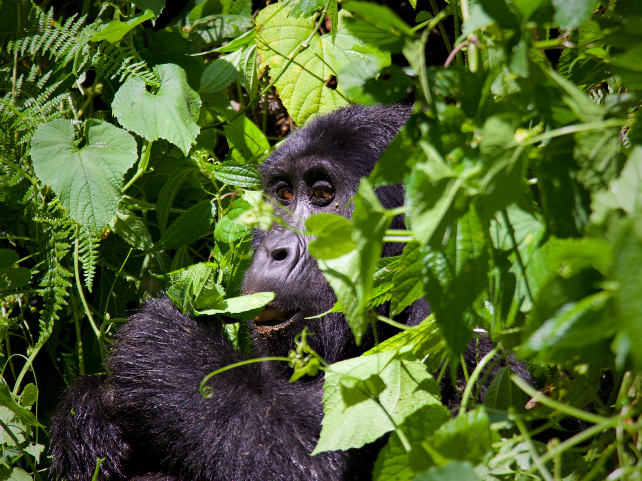 Gorilla Eating leaves in Bwindi Impenetrable Forest