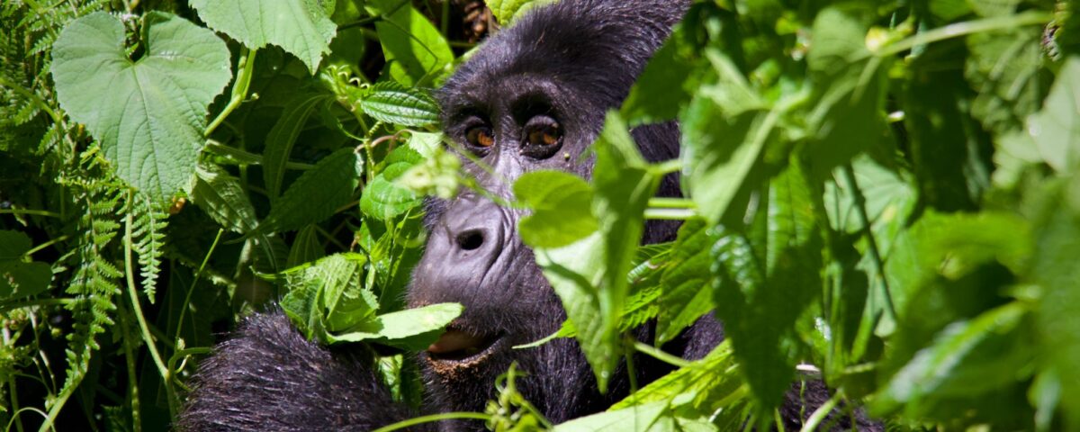 8-Day Rwanda Gorilla, Chimp, Primate & Cultural Tour