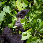 8-Day Rwanda Gorilla, Chimp, Primate & Cultural Tour