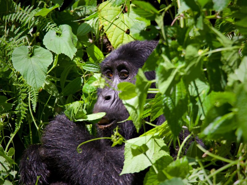 Age Restrictions for Gorilla Trekking