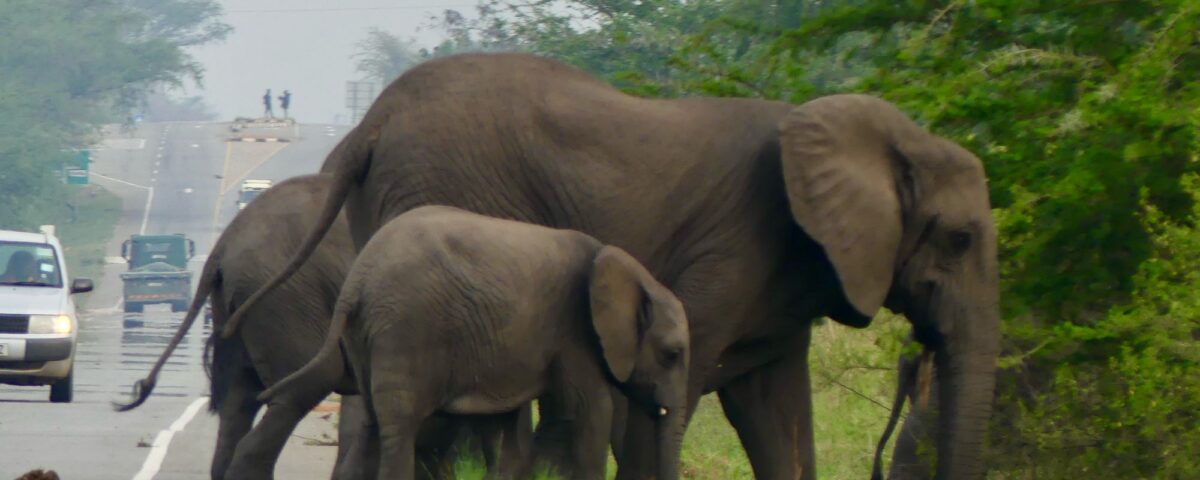 Travel Tips If Considering Uganda Africa as Your Next Destination 