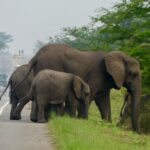 Travel Tips If Considering Uganda Africa as Your Next Destination
