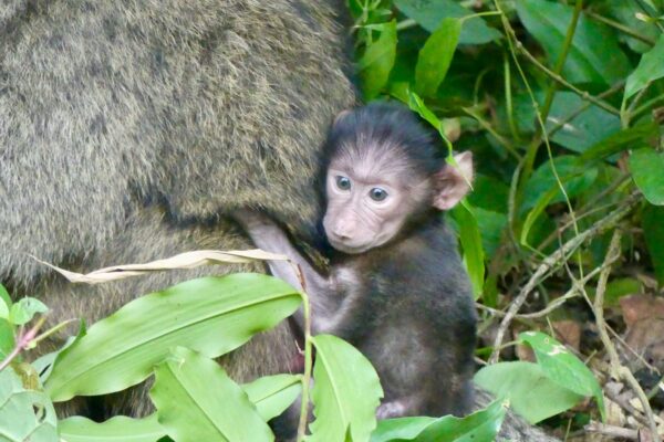 4-Day Rwanda Gorillas & Chimps Tracking Tour