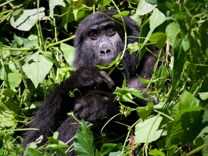 Gorilla in Bwindi
