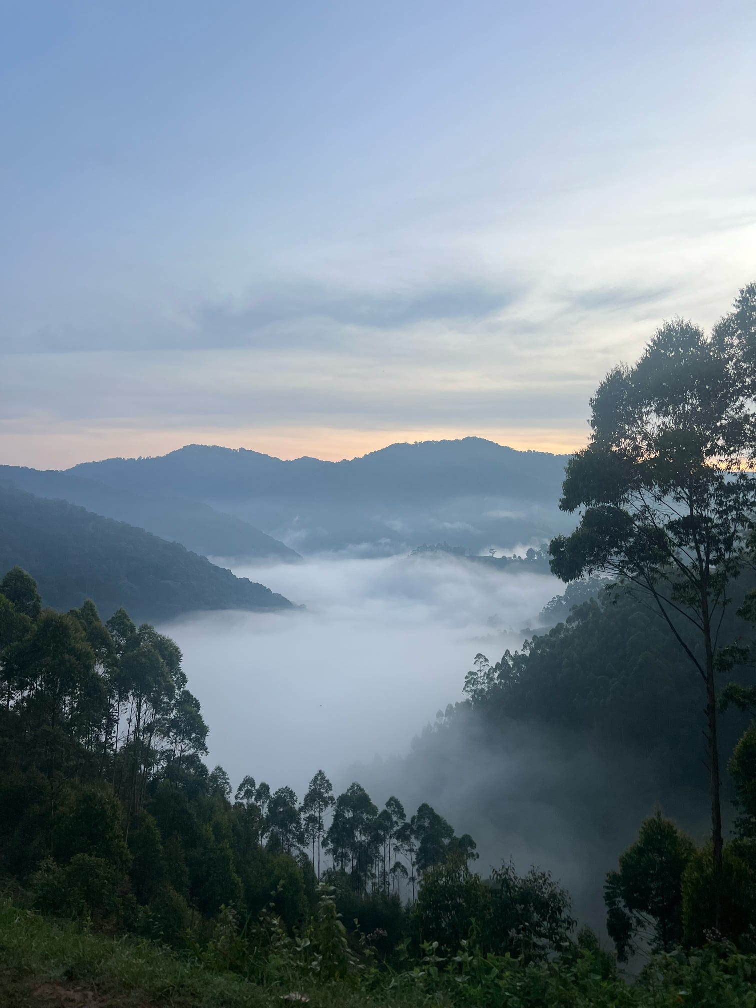 Bwindi Impenetrable Forest Uganda