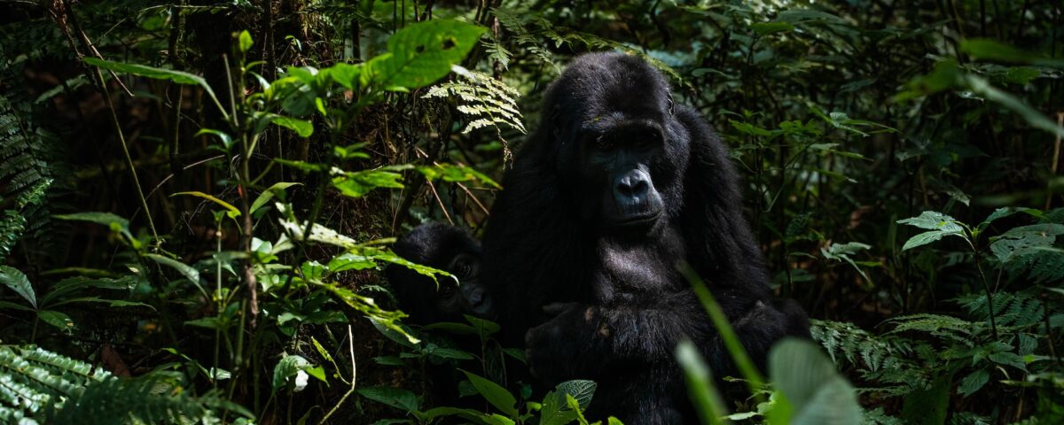 Research on Gorillas in Uganda