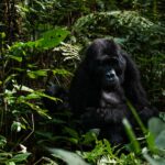 Research on Gorillas in Uganda