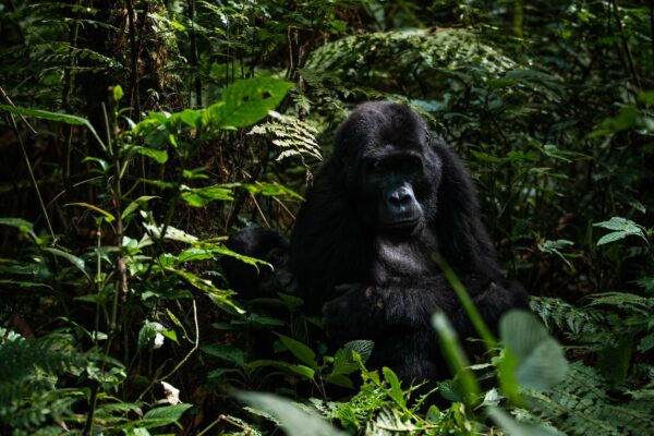 Research on Gorillas in Uganda
