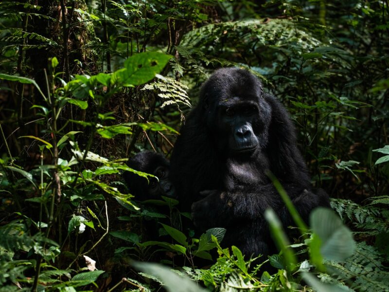 Rwanda Gorilla Tours