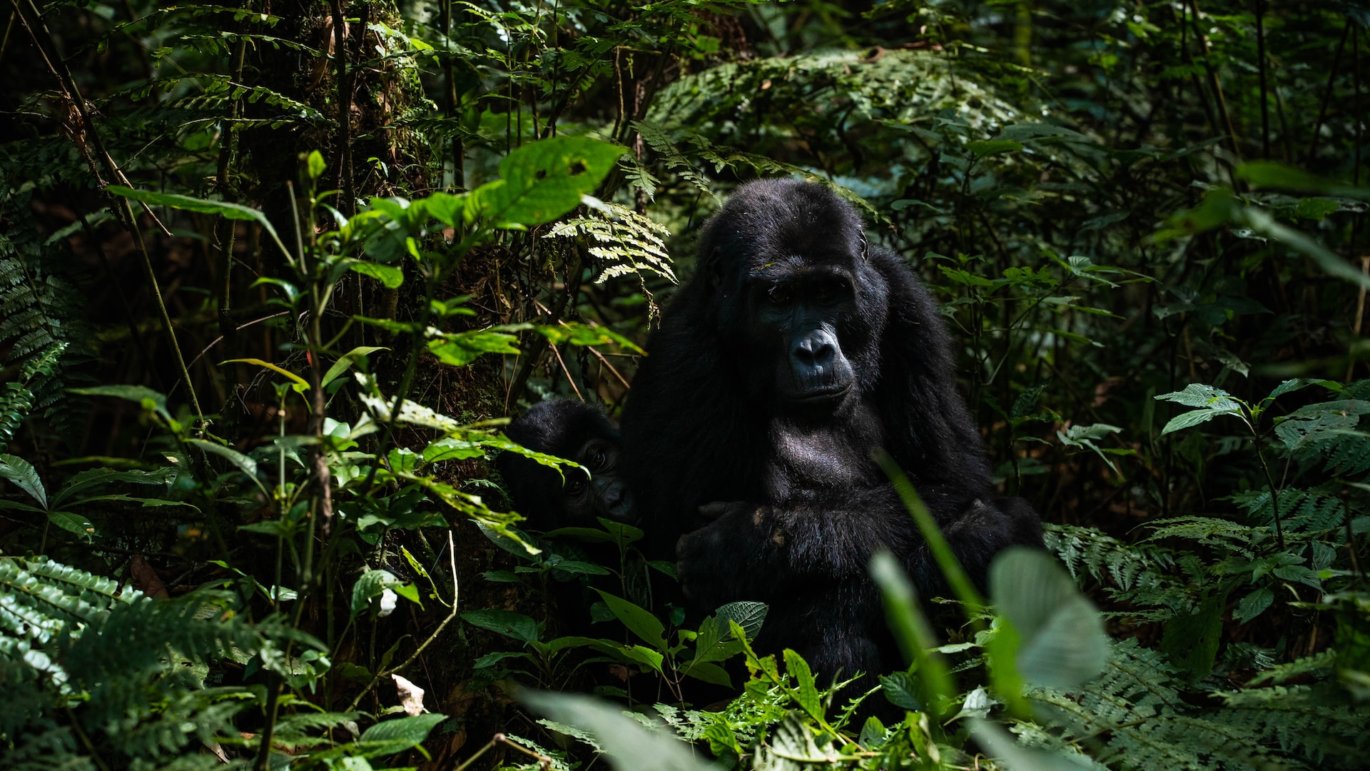 Research on Gorillas in Uganda