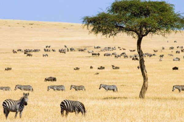 6-Day Magnificent Best of Kenya Safari