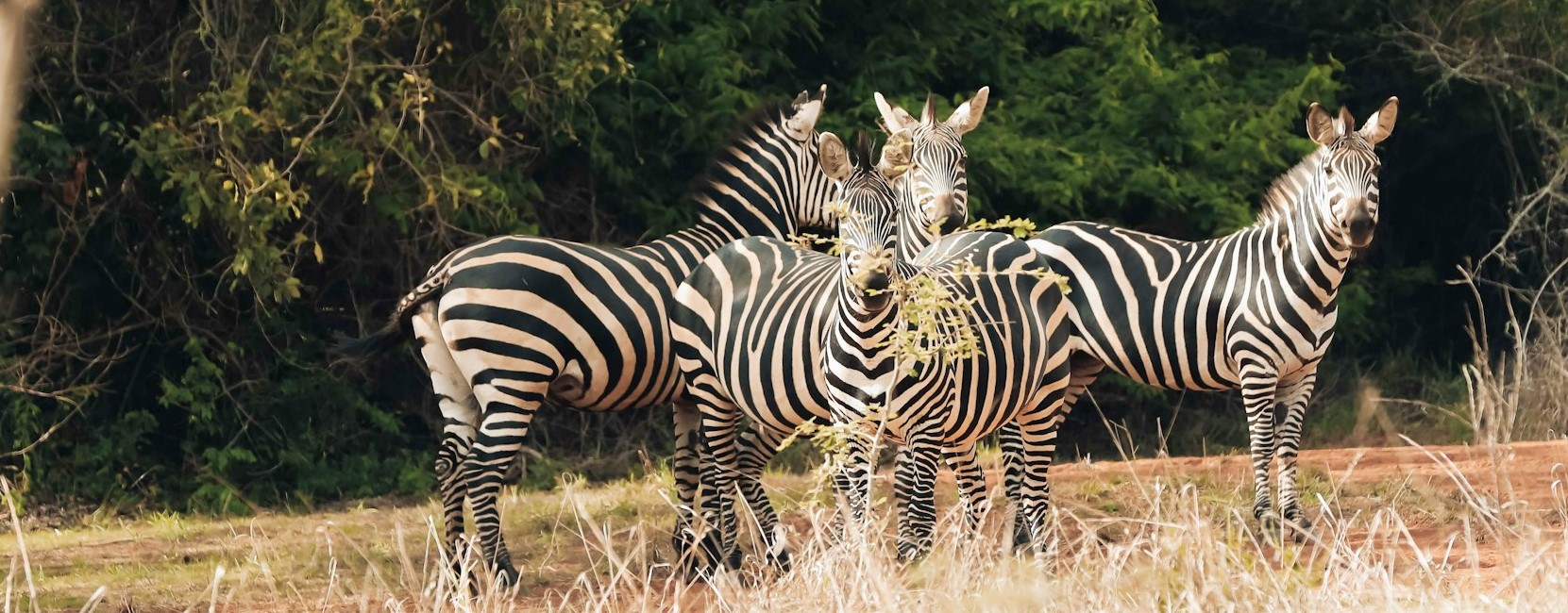 Kenya Safari