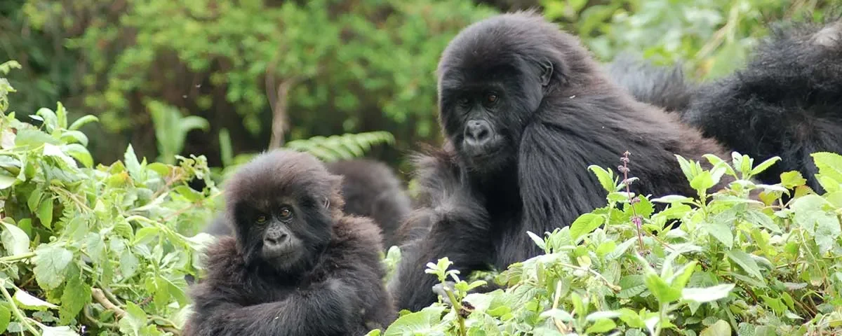 7 Days Uganda Big Five & Gorilla Trekking Safari