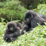 7 Days Uganda Big Five & Gorilla Trekking Safari