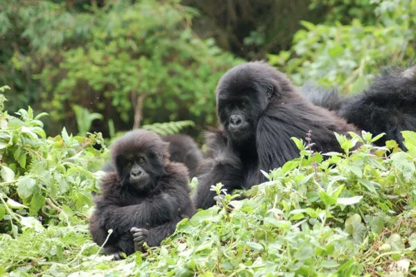 7 Days Uganda Big Five & Gorilla Trekking Safari