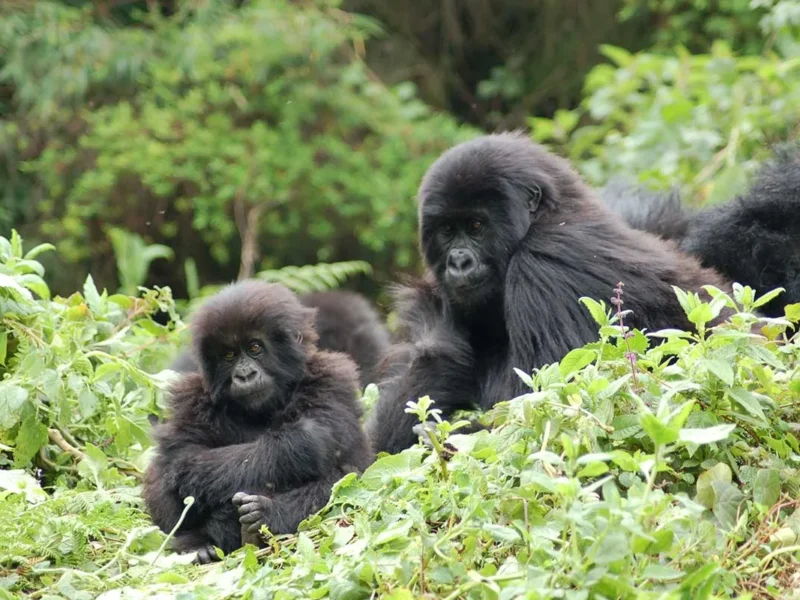 7 Days Uganda Big Five & Gorilla Trekking Safari