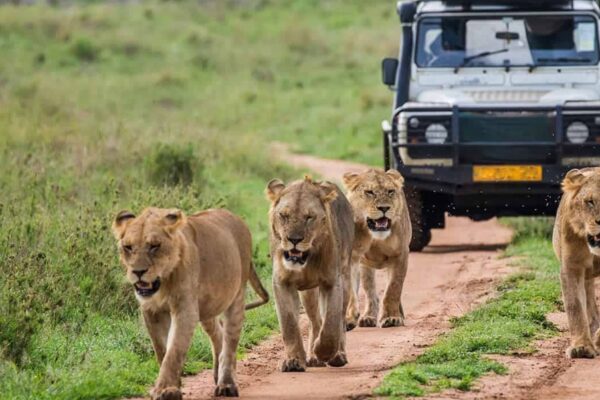 Combine a Uganda Safari with Other East African Countries