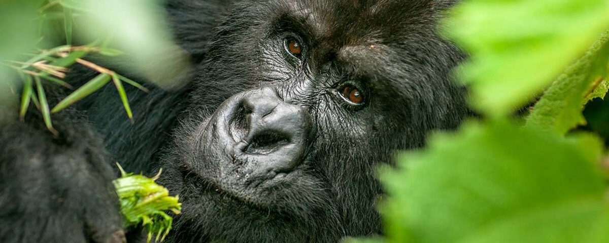 Gorilla spotted in Bwindi Impenetrable Forest