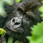 Gorilla spotted in Bwindi Impenetrable Forest