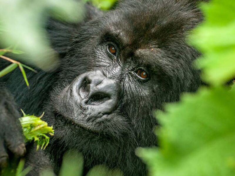 Gorilla spotted in Bwindi Impenetrable Forest
