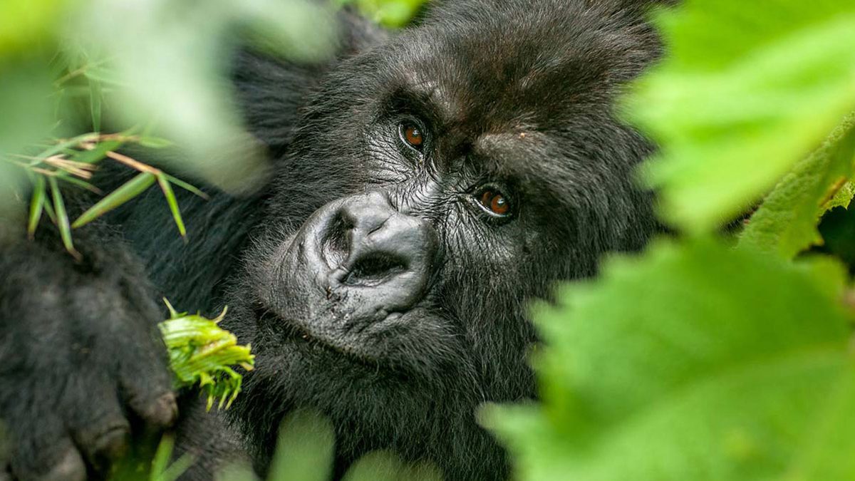 Gorilla spotted in Bwindi Impenetrable Forest