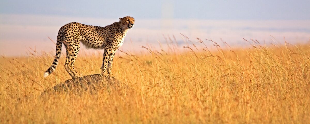 Masai Mara National Reserve.