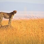 Masai Mara National Reserve.