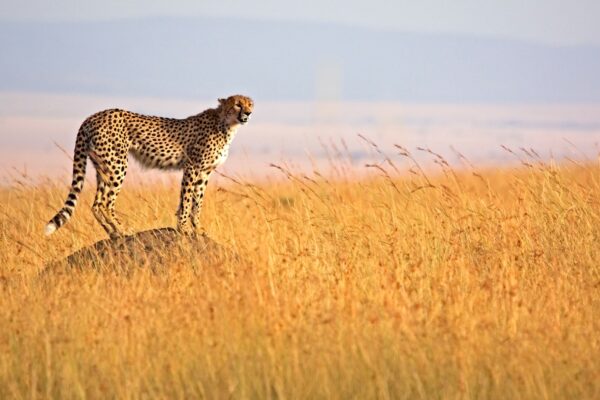 Masai Mara National Reserve.