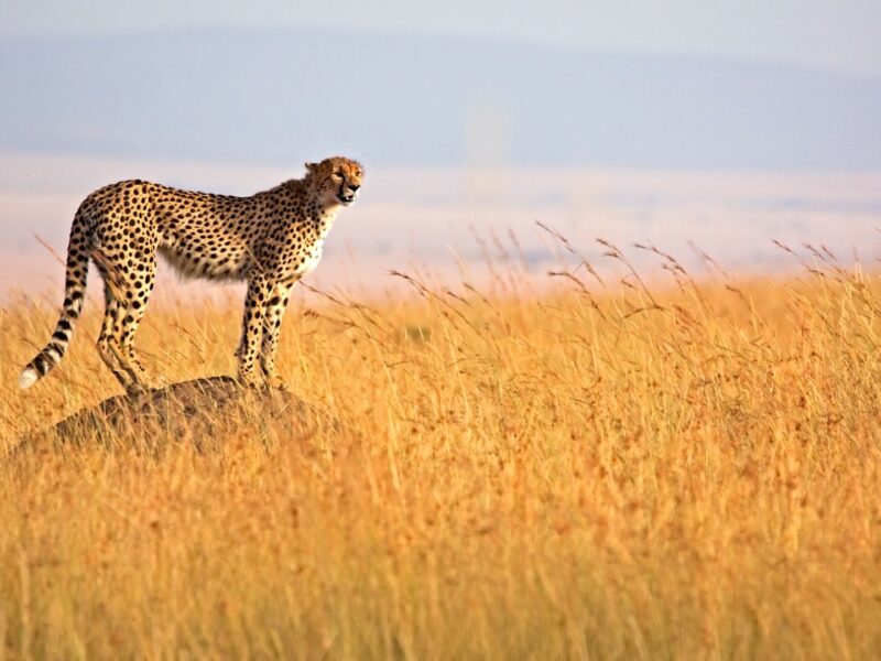 Masai Mara National Reserve.