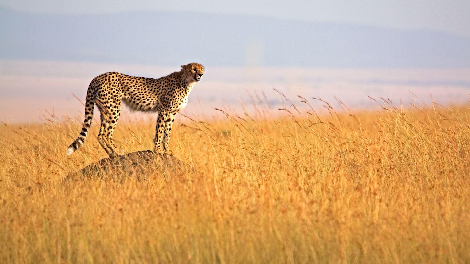 Masai Mara National Reserve.