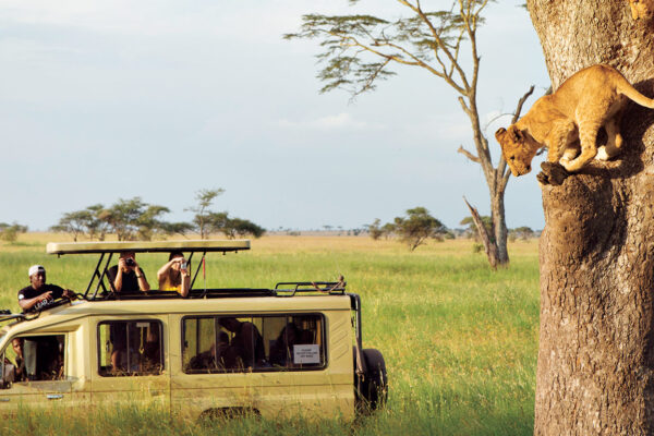 Tree Climbing Lion in Queen Elizabeth National Park, Ishasha Sector