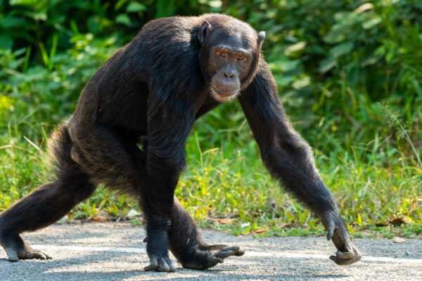 Rwanda Great Primate Expedition Safari